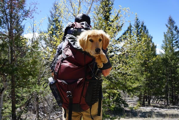 Un monde animal charmant vous attend déjà !