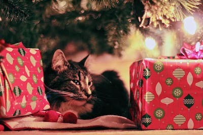 Conseils pour offrir un cadeau original pour votre animal de compagnie